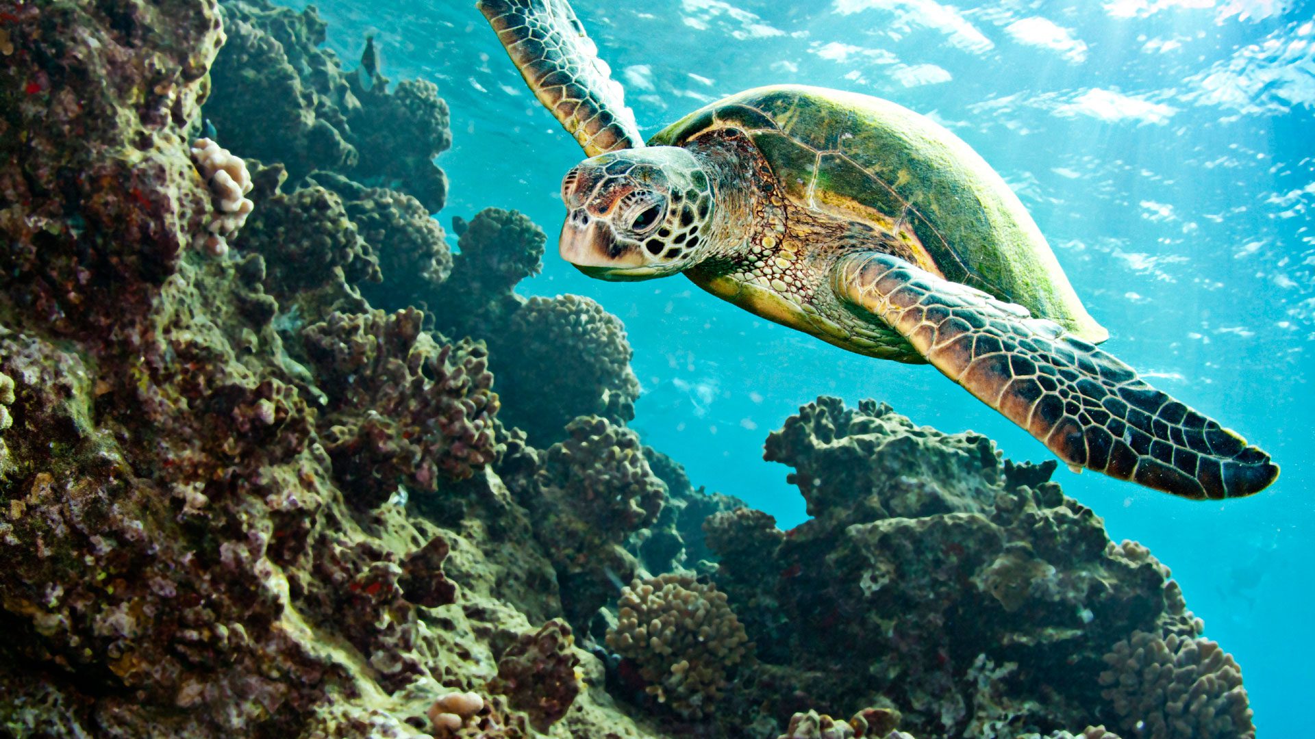 Морская черепаха над водой бесплатно